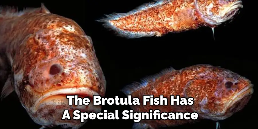 The Brotula Fish Has A Special Significance