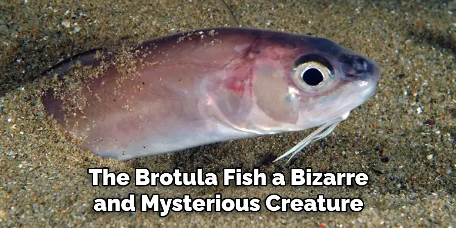 The Brotula Fish a Bizarre and Mysterious Creature