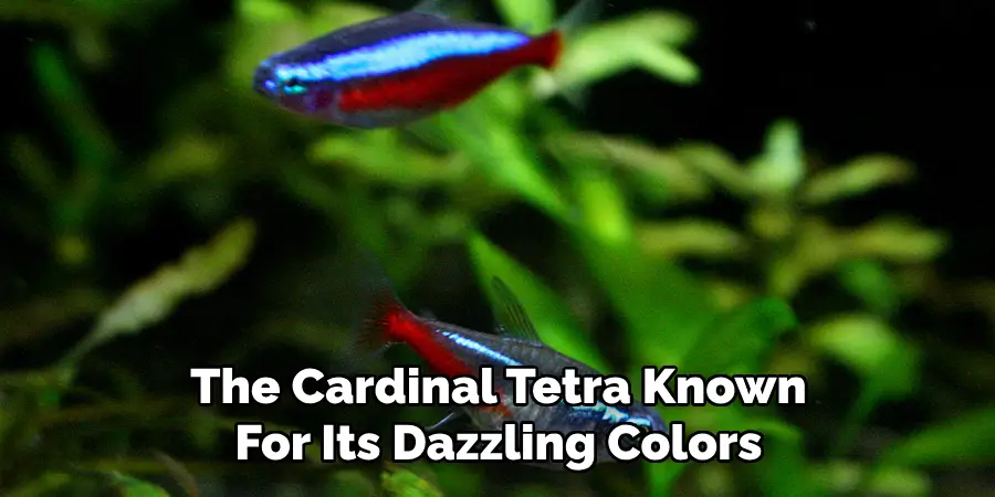 The Cardinal Tetra Known For Its Dazzling Colors