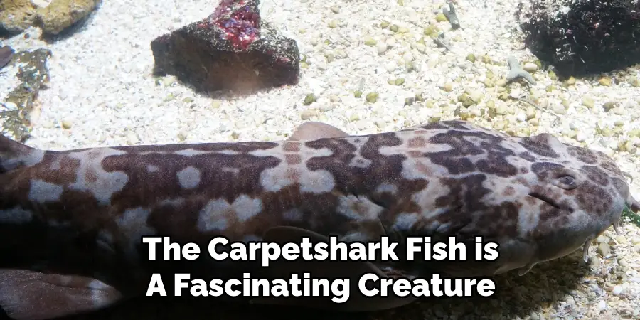 The Carpetshark Fish is A Fascinating Creature