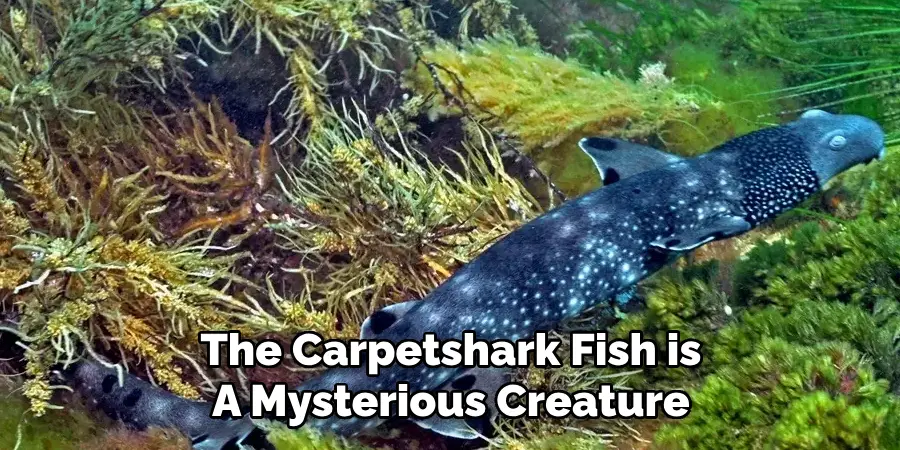 The Carpetshark Fish is A Mysterious Creature