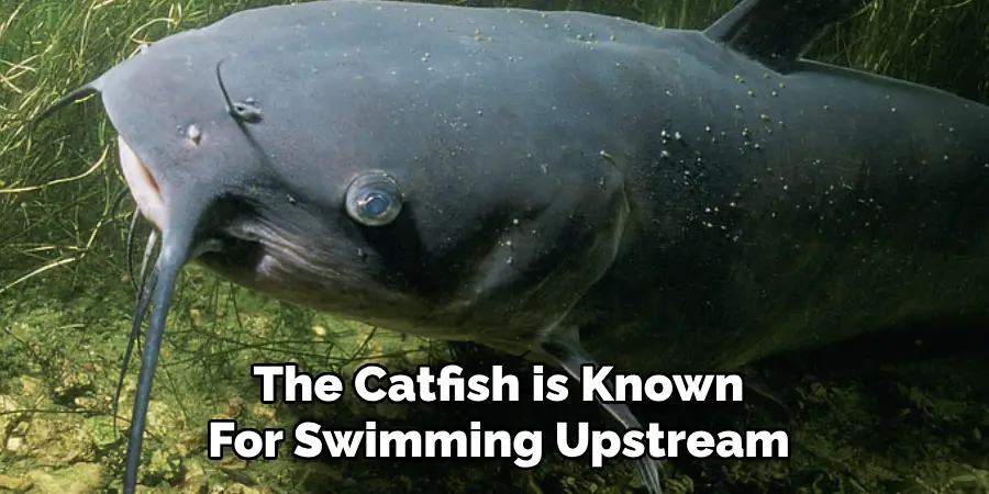 The Catfish is Known For Swimming Upstream