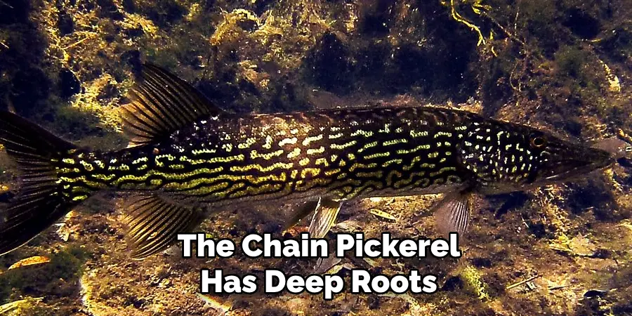 The Chain Pickerel Has Deep Roots