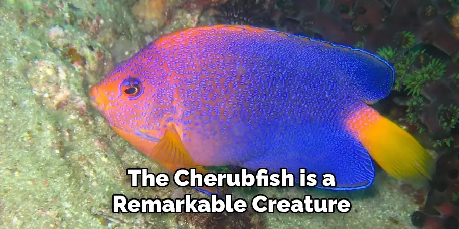 The Cherubfish is a Remarkable Creature