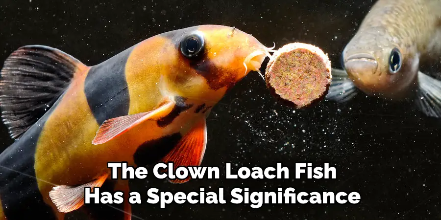 The Clown Loach Fish Has a Special Significance