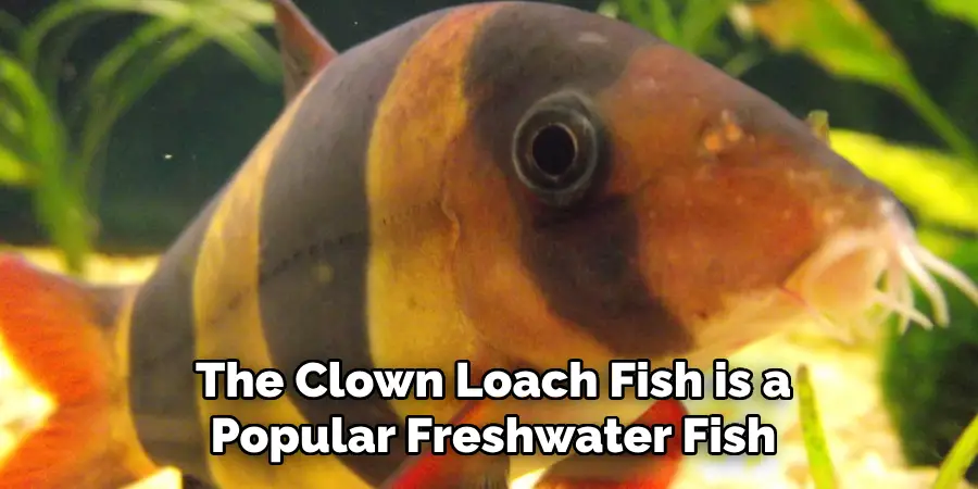 The Clown Loach Fish is a Popular Freshwater Fish