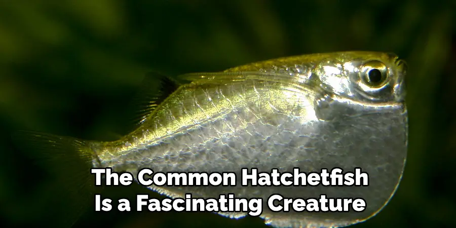 The Common Hatchetfish Is a Fascinating Creature