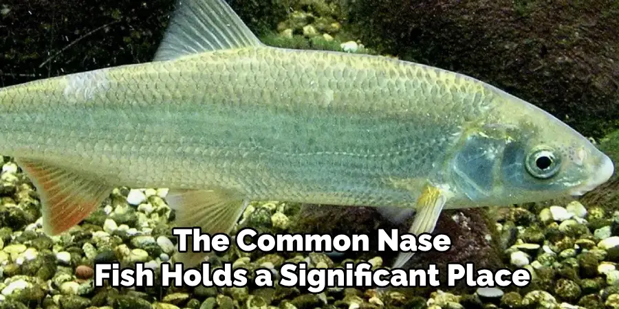 The Common Nase Fish Holds a Significant Place