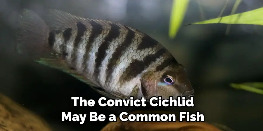 The Convict Cichlid May Be a Common Fish