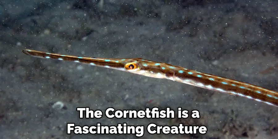 The Cornetfish is a Fascinating Creature