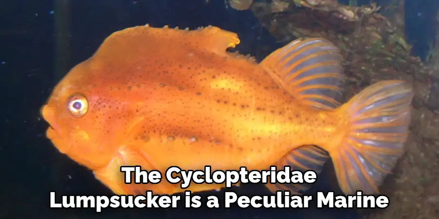 The Cyclopteridae Lumpsucker is a Peculiar Marine