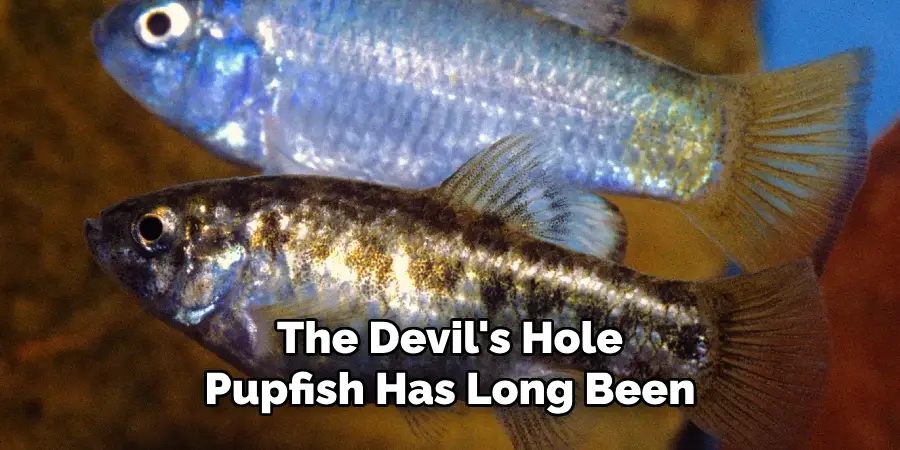 The Devil's Hole Pupfish Has Long Been