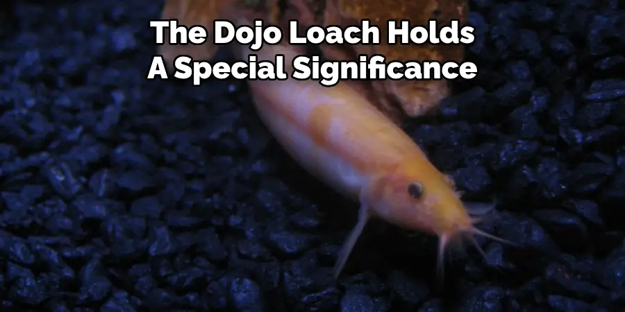 The Dojo Loach Holds 
A Special Significance
