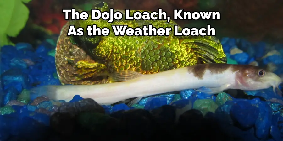 The Dojo Loach, Known As the Weather Loach