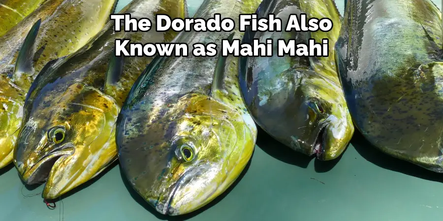 The Dorado Fish Also Known as Mahi Mahi