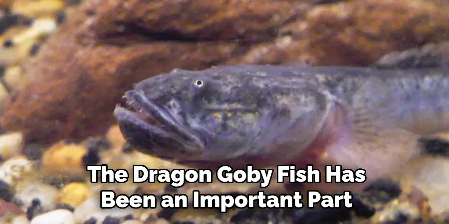 The Dragon Goby Fish Has Been an Important Part