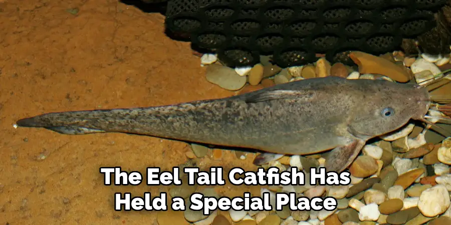 The Eel Tail Catfish Has Held a Special Place