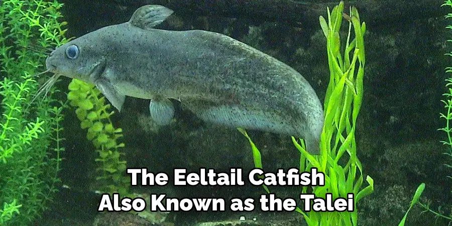 The Eeltail Catfish Also Known as the Talei