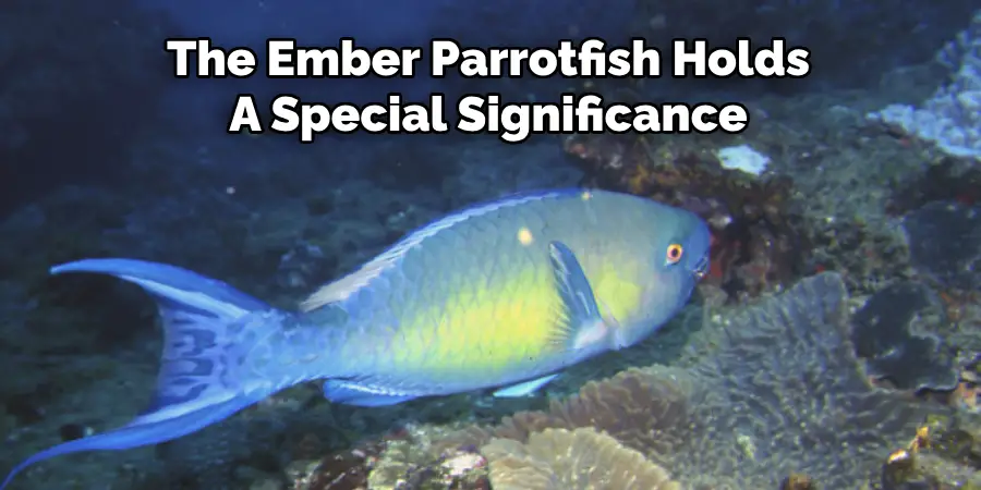 The Ember Parrotfish Holds A Special Significance