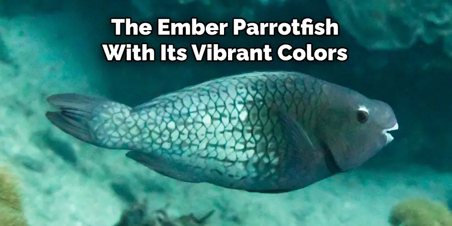 The Ember Parrotfish With Its Vibrant Colors