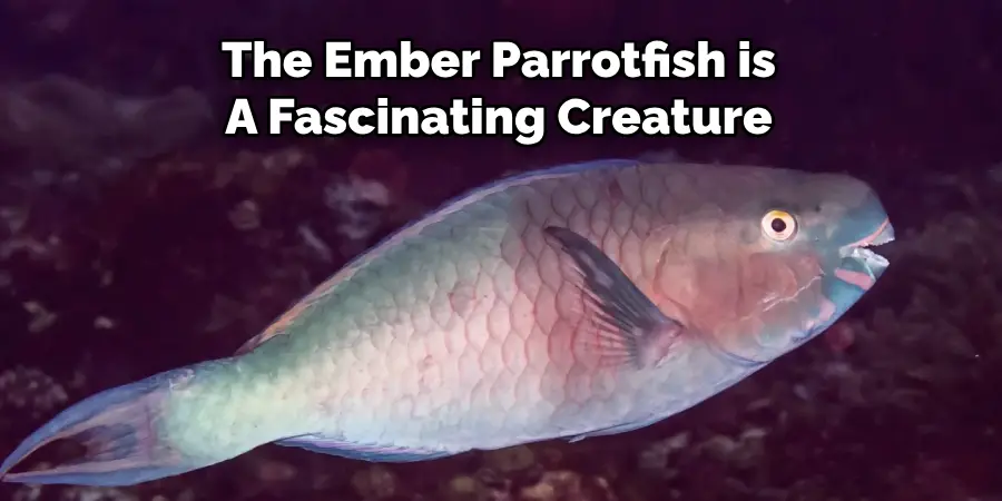 The Ember Parrotfish is A Fascinating Creature