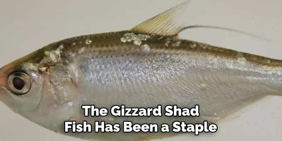 The Gizzard Shad Fish Has Been a Staple