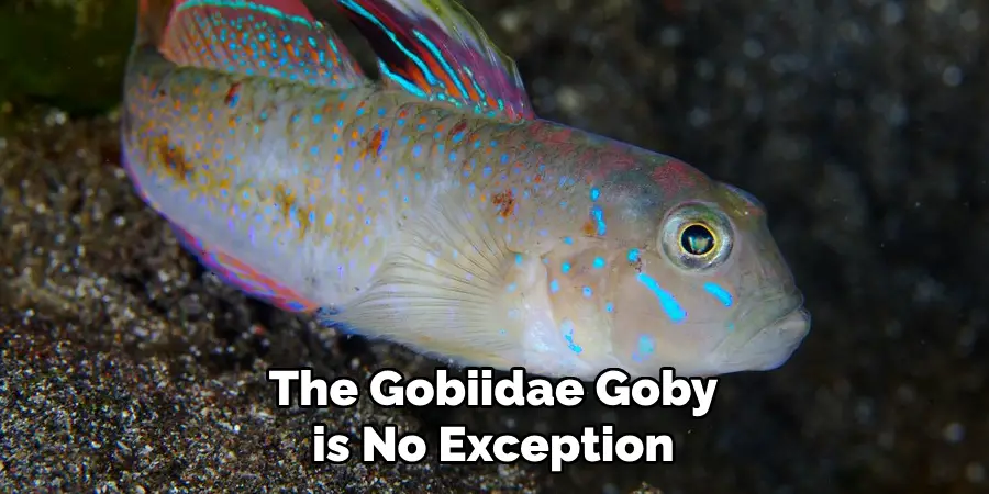 The Gobiidae Goby is No Exception