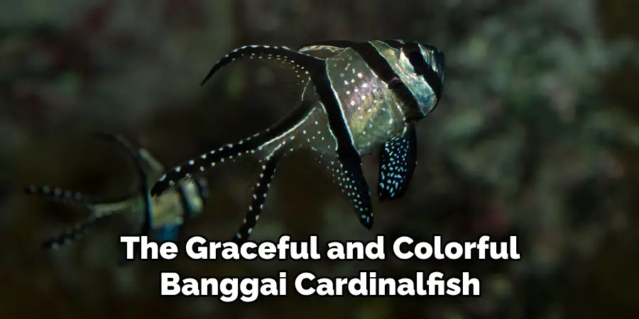 The Graceful and Colorful Banggai Cardinalfish