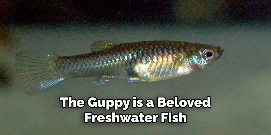 The Guppy is a Beloved Freshwater Fish