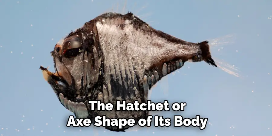 The Hatchet or Axe Shape of Its Body