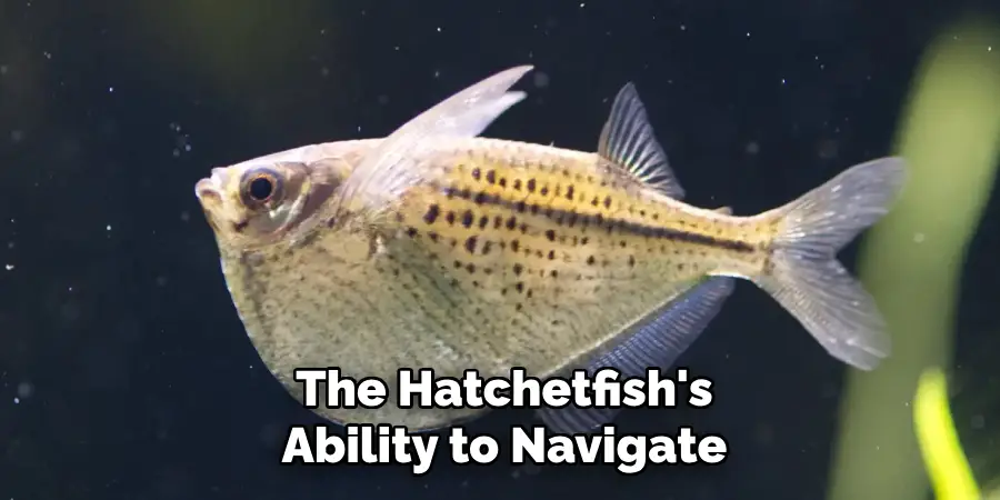 The Hatchetfish's Ability to Navigate