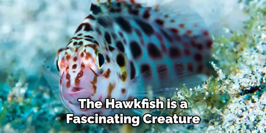 The Hawkfish is a Fascinating Creature