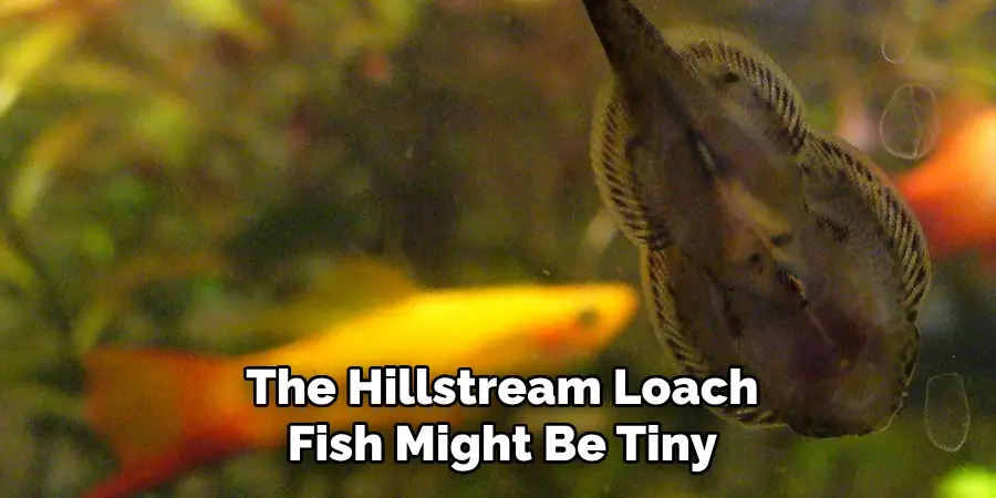 The Hillstream Loach Fish Might Be Tiny