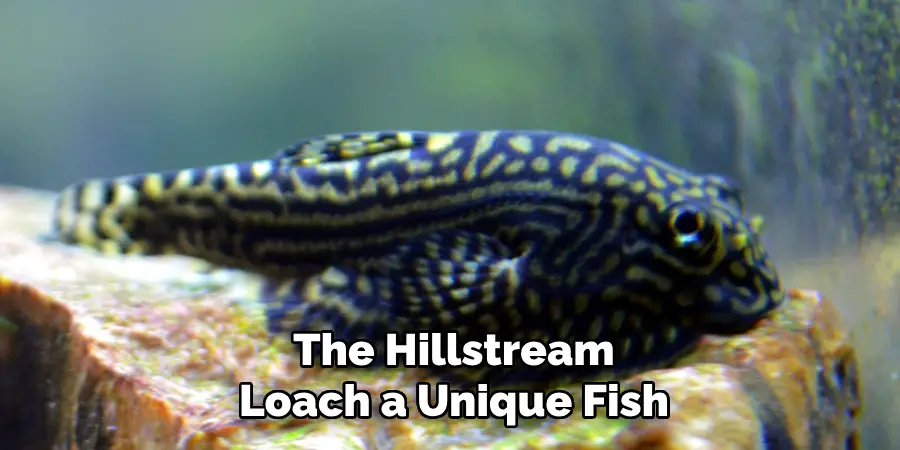 The Hillstream Loach a Unique Fish