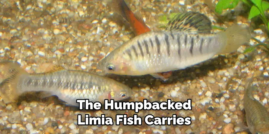 The Humpbacked Limia Fish Carries