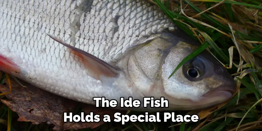 The Ide Fish Holds a Special Place