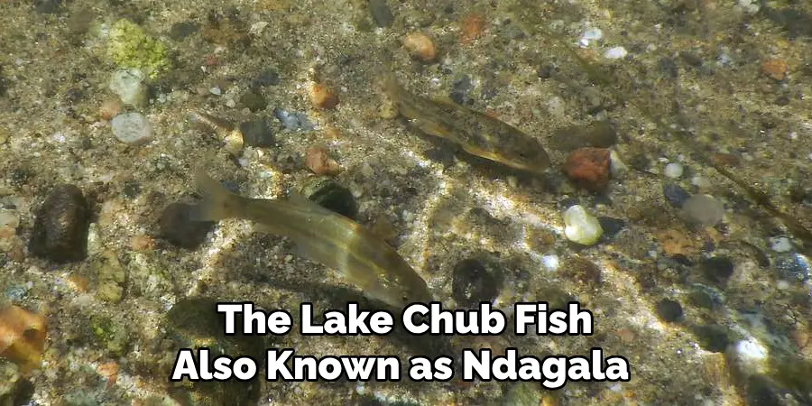 The Lake Chub Fish Also Known as Ndagala