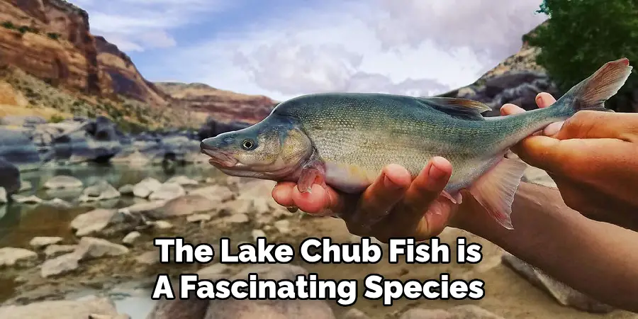 The Lake Chub Fish is A Fascinating Species