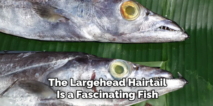 The Largehead Hairtail Is a Fascinating Fish