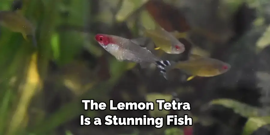 The Lemon Tetra Is a Stunning Fish