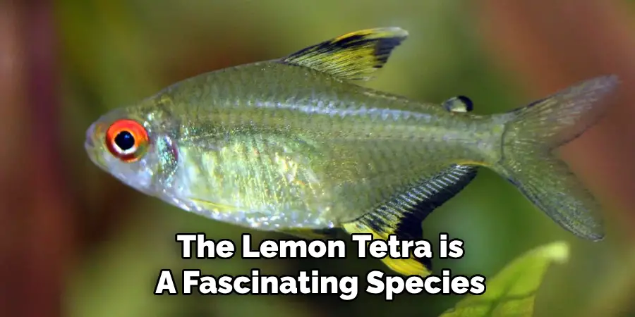 The Lemon Tetra is A Fascinating Species