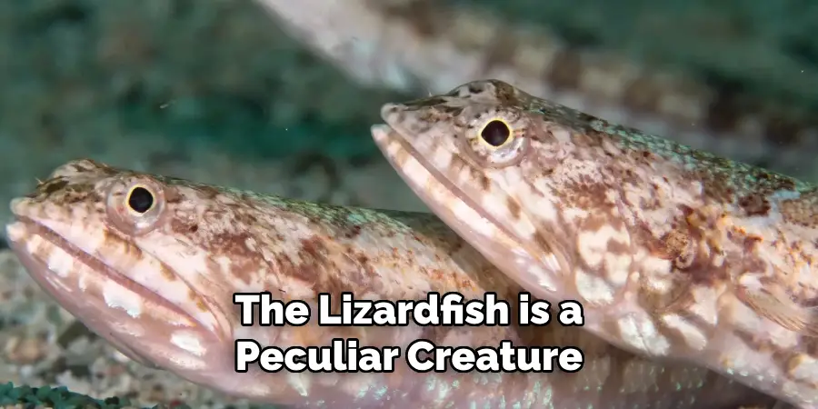 The Lizardfish is a Peculiar Creature