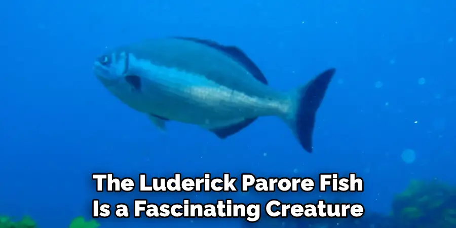 The Luderick Parore Fish Is a Fascinating Creature