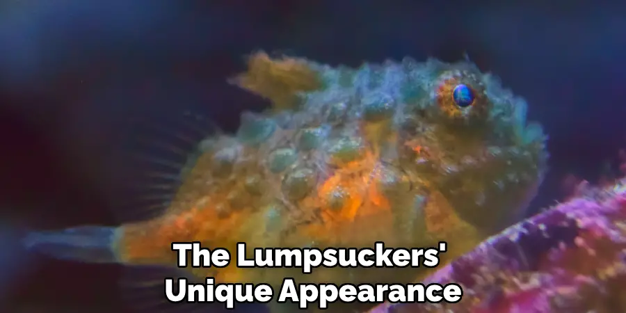 The Lumpsuckers' Unique Appearance