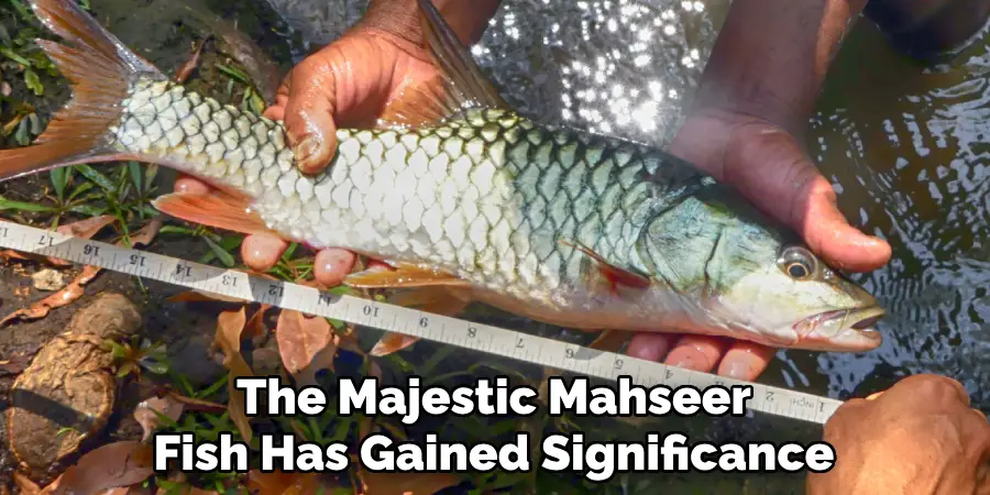 The Majestic Mahseer Fish Has Gained Significance