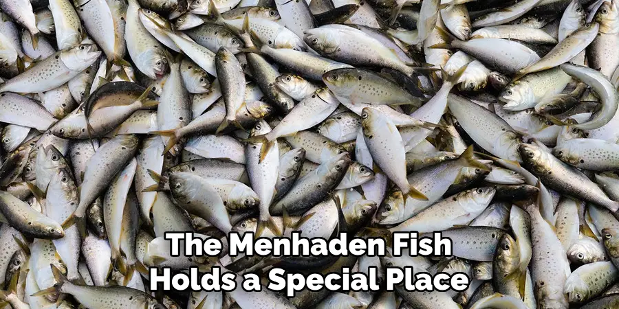 The Menhaden Fish Holds a Special Place