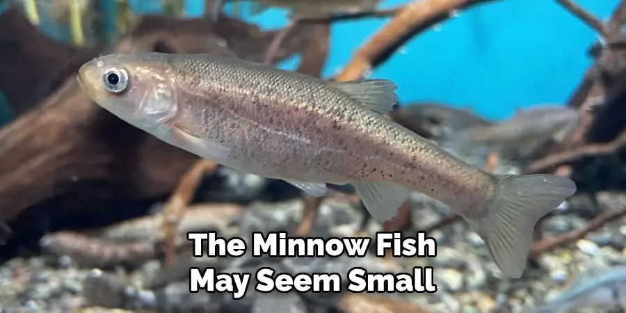 The Minnow Fish May Seem Small