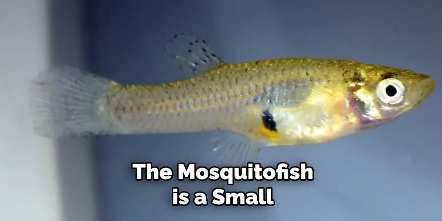 The Mosquitofish is a Small