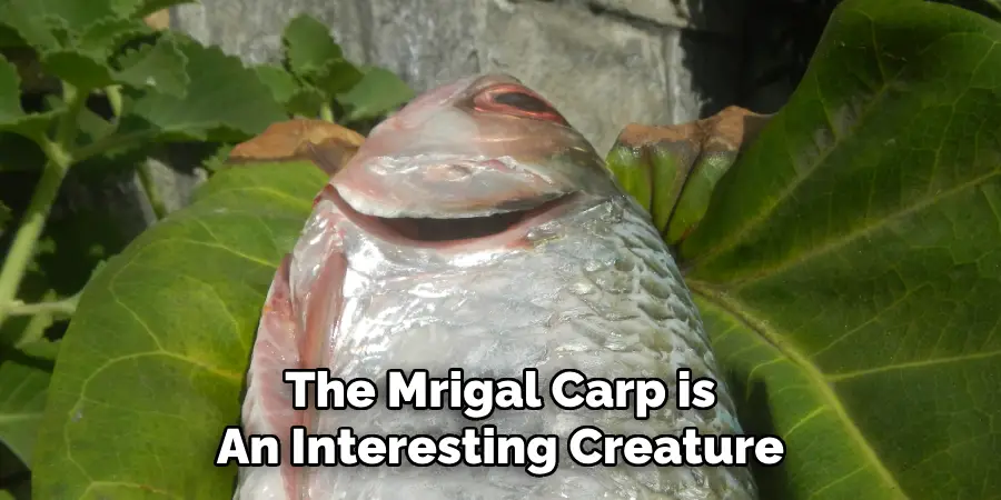 The Mrigal Carp is An Interesting Creature