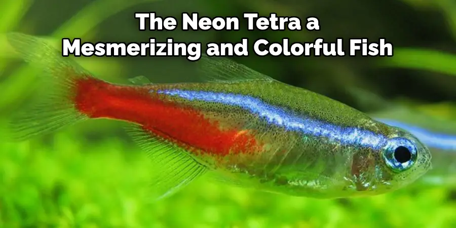 The Neon Tetra, a Mesmerizing and Colorful Fish